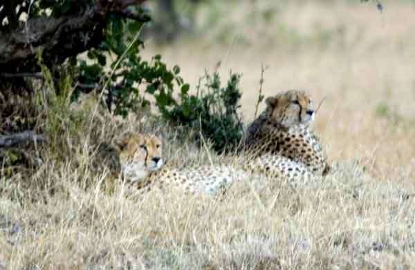 24 - Kenia - Guepardos - reserva nacional de Masai Mara
